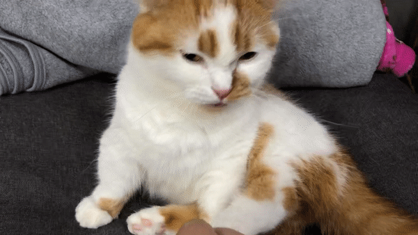 고양이