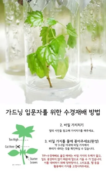 바질 재배 실내 재배 가지 치기 잎 수확_11