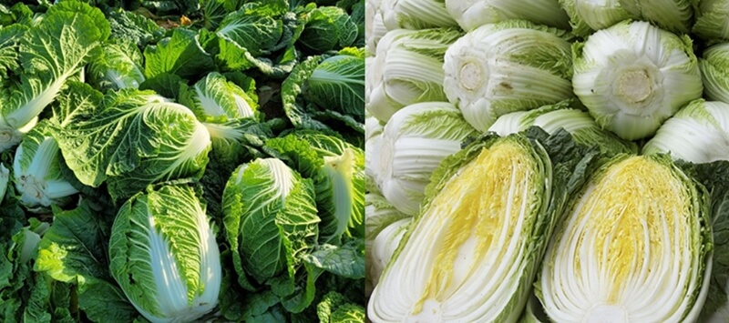 쌓여있는-포기배추-앞에-놓인-반으로-쪼개진-배추