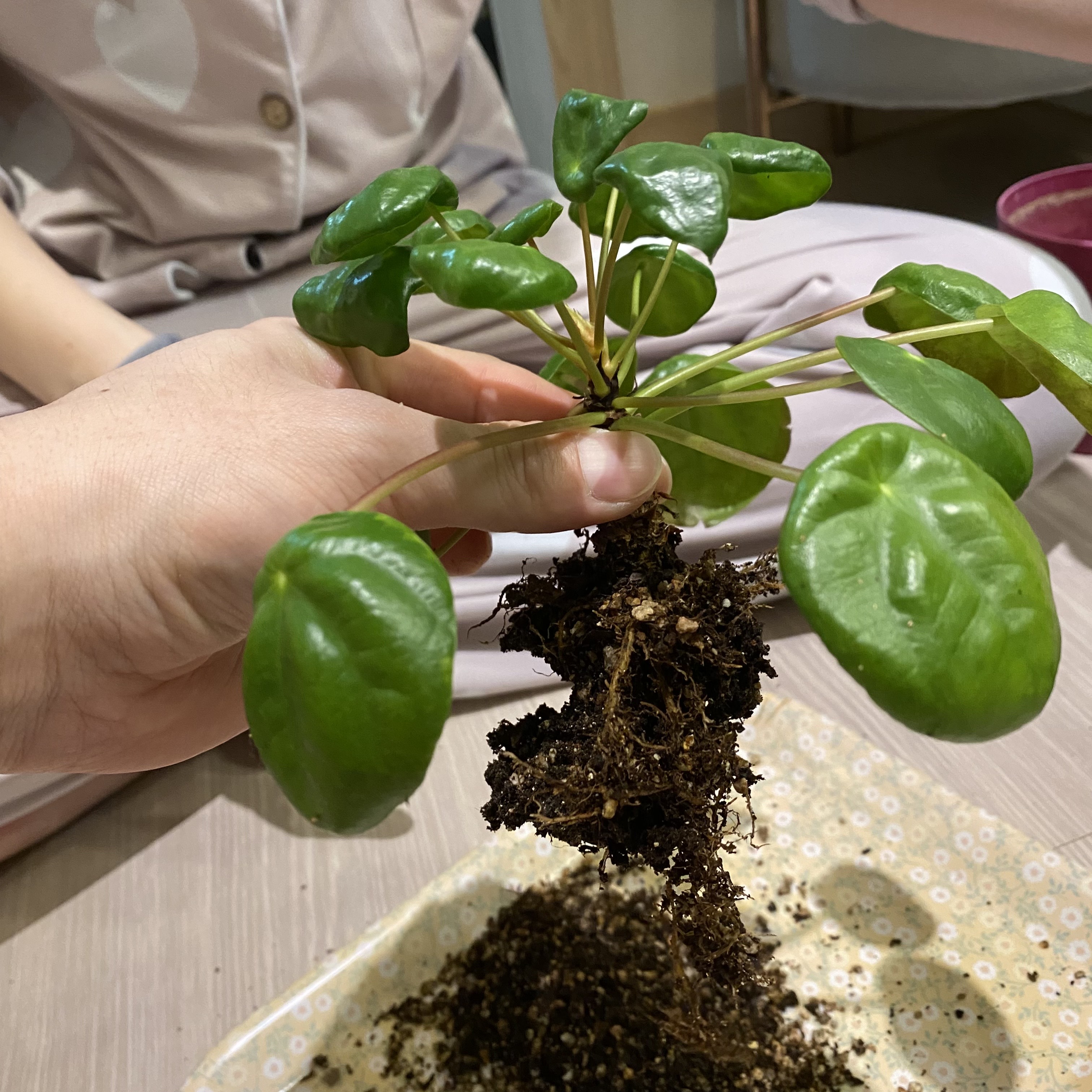 필레아페페뿌리정리