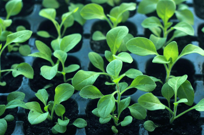 새싹 모종 심기