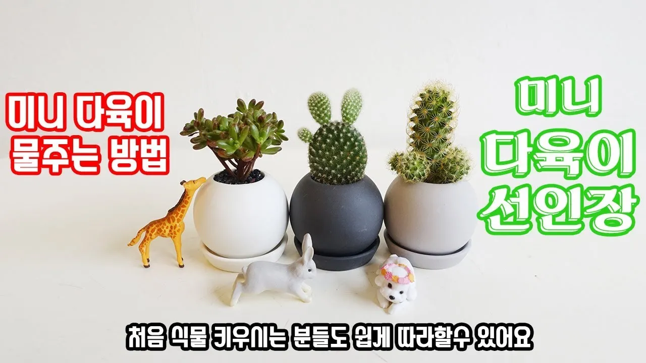 미니 선인장 키우기 물주기 통풍관리 창가배치 귀여운 관리법_1