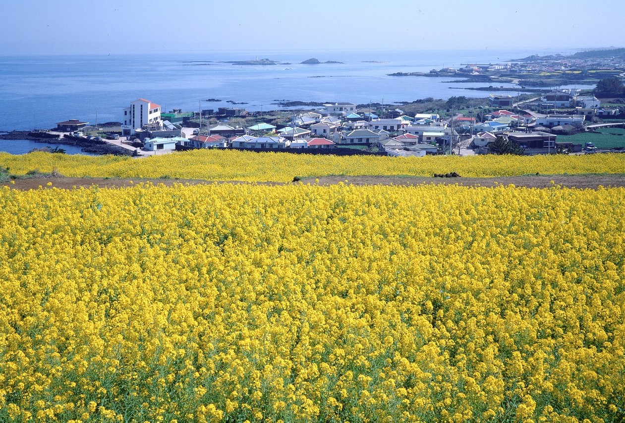 제주도-유채꽃밭의-풍경