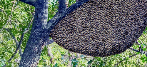 프로폴리스 효능