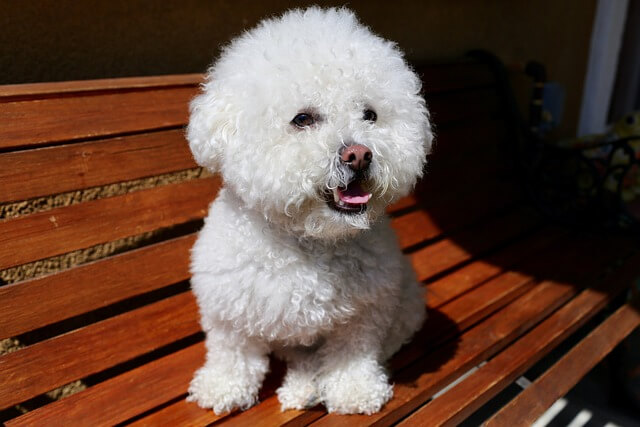 나무 벤치 위에 앉아 있는 흰색 작은 강아지