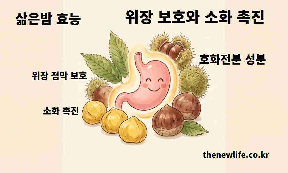 삶은밤 효능 위장 보호 소화 촉진