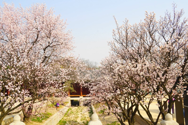 2024 서울 벚꽃 명소 BEST 10