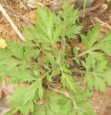 쑥 효능 부작용 칼로리 요리