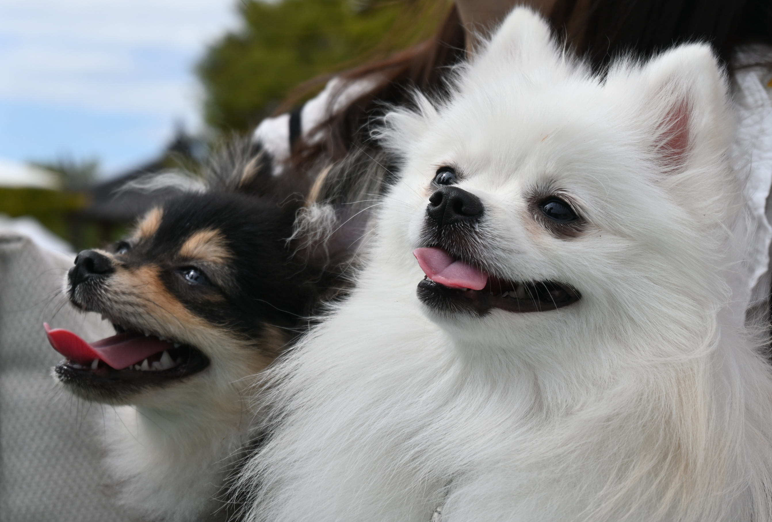 웃고 있는 하콩&달콩