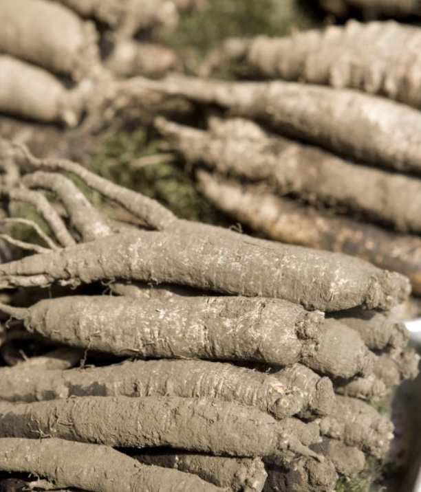 더덕 주 효능 및 술담그는 방법