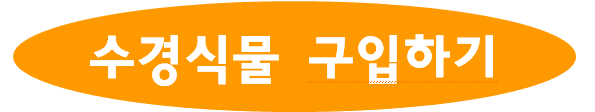 욕실 공기 정화 끝판왕! 키우기 쉬운 수경식물