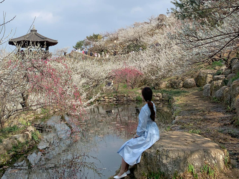 매화 개화시기 2024 하동 광양 매화마을 꽃피는 시기 순천 선암사&amp;#44; 구례 화엄사 홍매화 개화