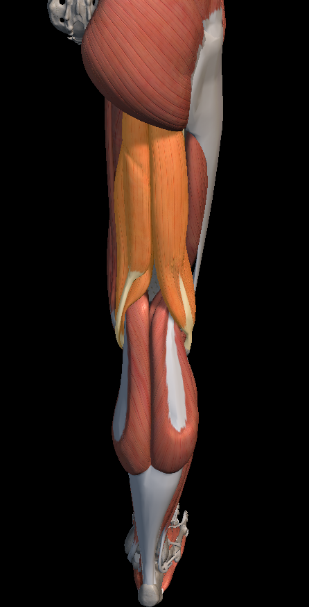 햄스트링 스트레칭 방법