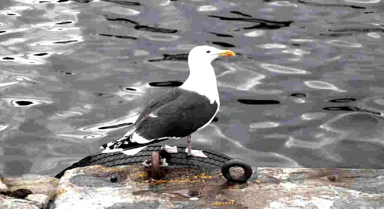 스타방에르 항구 주변에서 만난 갈매기의 모습이다. [ⓒpixabay_Petra Loeper]