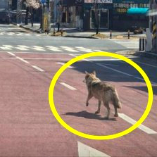 오월드 늑대 탈출 대전 시내 네거리서 목격