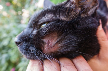 고양이 얼굴의 딱지.