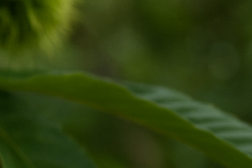 밤 영양성분 · 칼로리 · 생밤과 군밤 비교