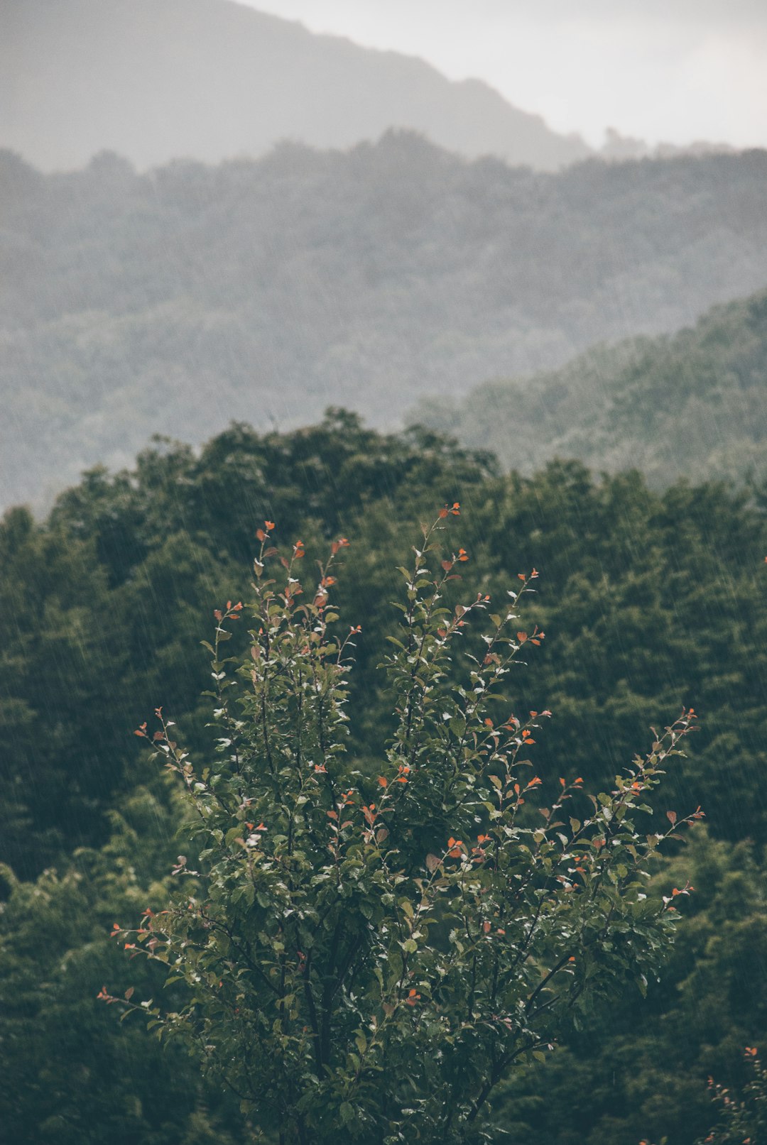 호우주의보 &amp;#124; 경보 기준 &amp;#124; 발령지역 &amp;#124; 서울 전역 &amp;#124; 중부