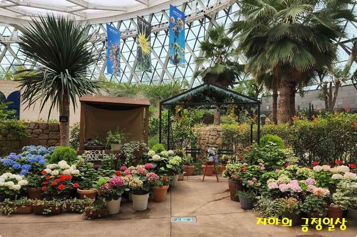 수국이 담긴 화분과 포토죤