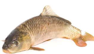 물고기 꿈해몽 풀이