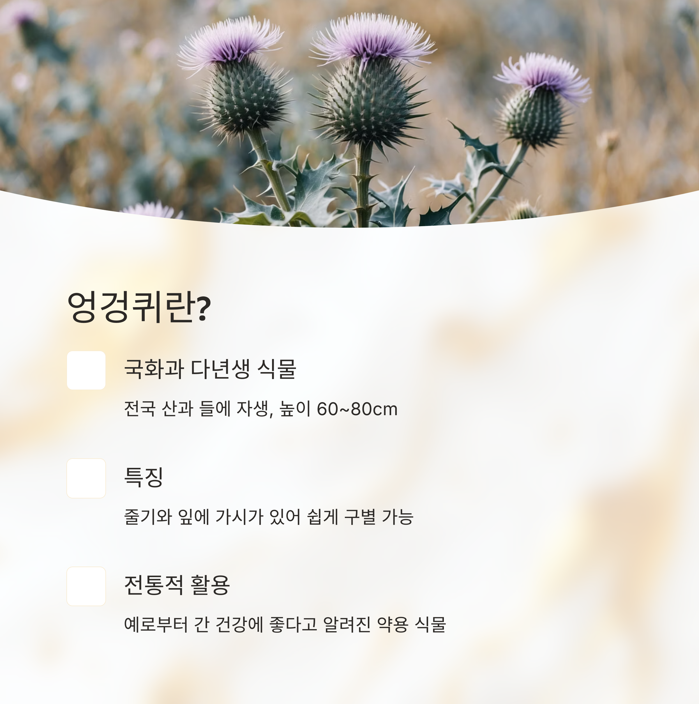 엉겅퀴 효능-엉겅퀴란
