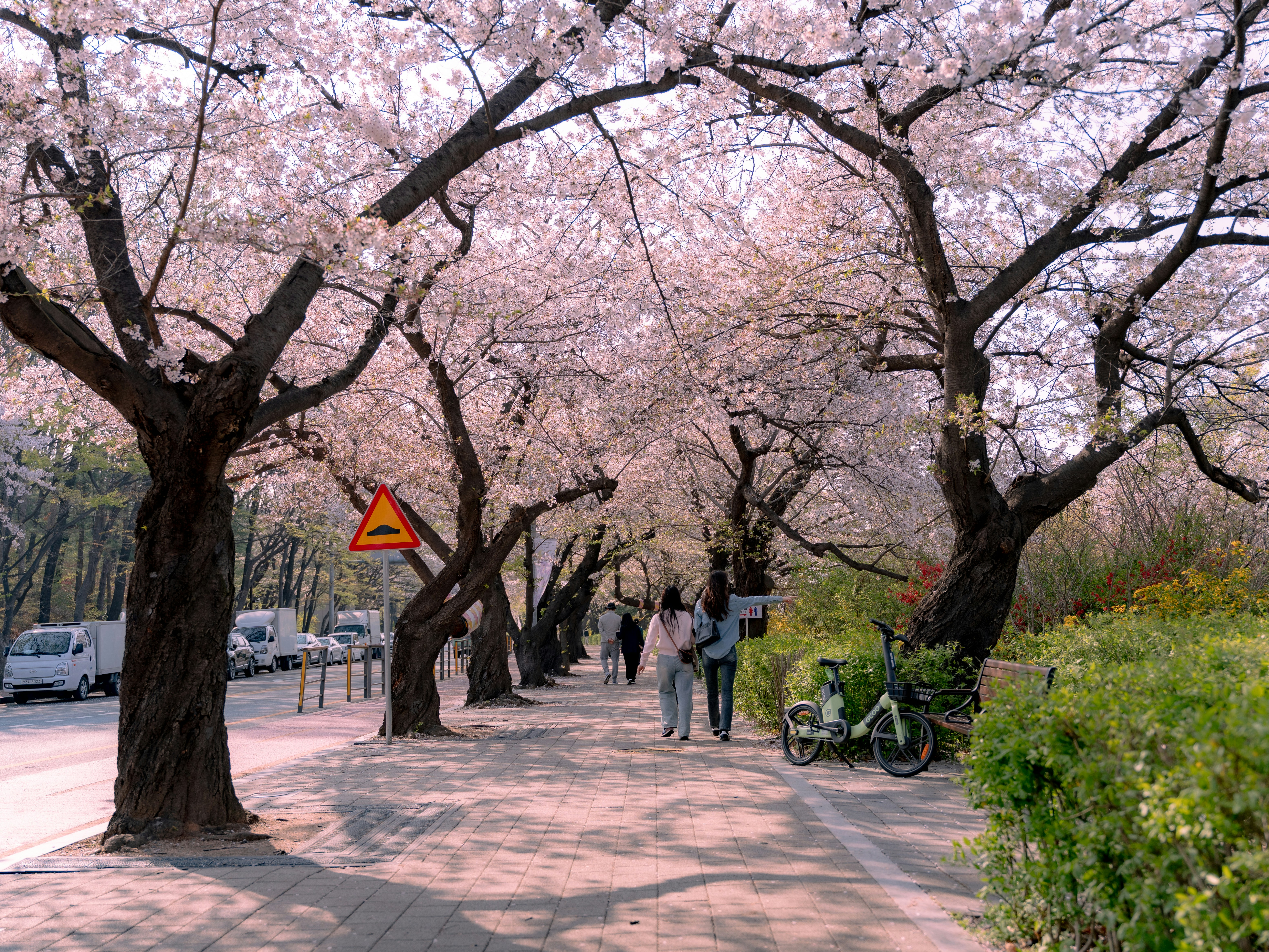 벚꽃길을 걷는 사람들의 봄 산책 풍경 이미지 관련 사진