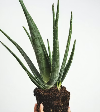 역류성식도염에 좋은 음식 영양제 식단