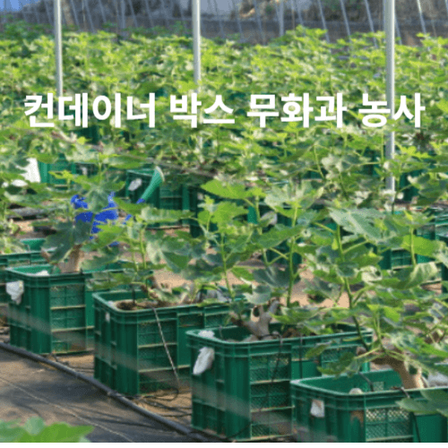 무화과 농사