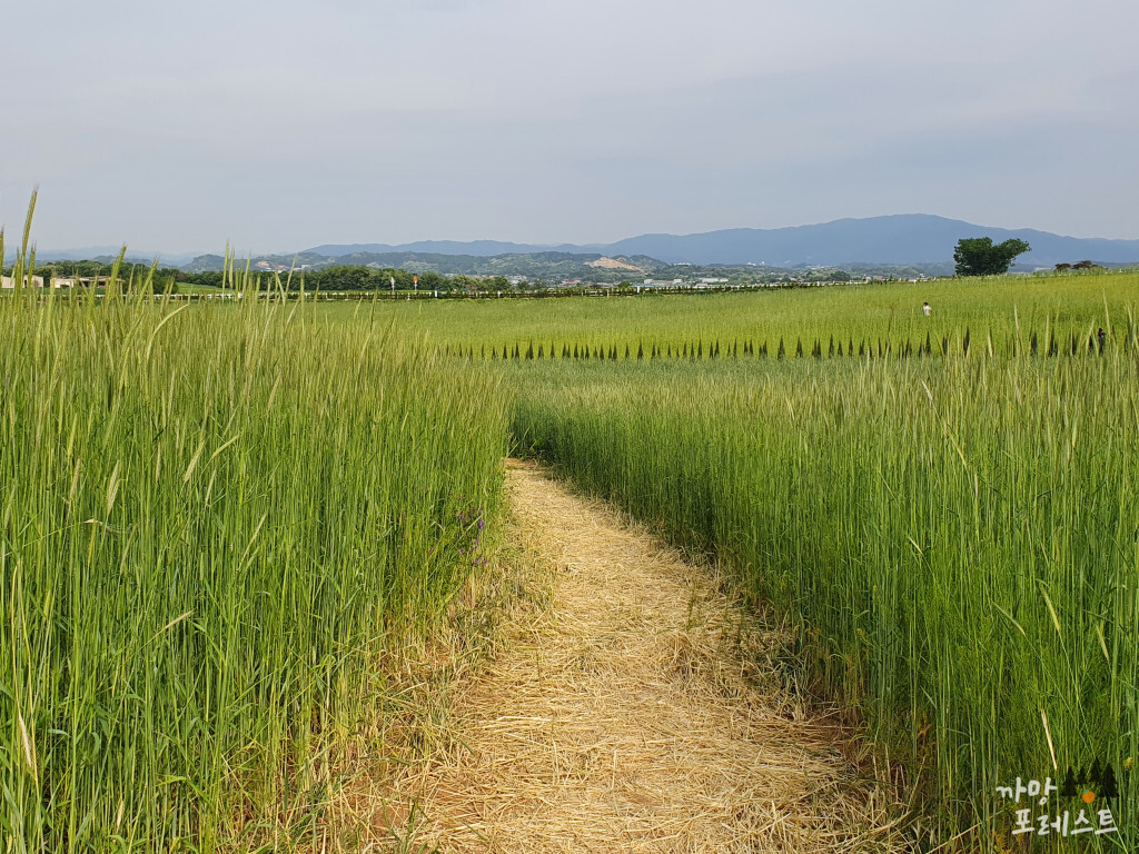안성 팜랜드 호밀밭 통로