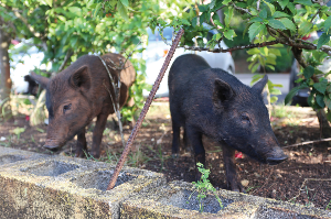 괌 여행 추천 탈로포포 폭포 공원