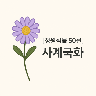 사계국화 : 작은 꽃으로 정원에 사계를 피우다