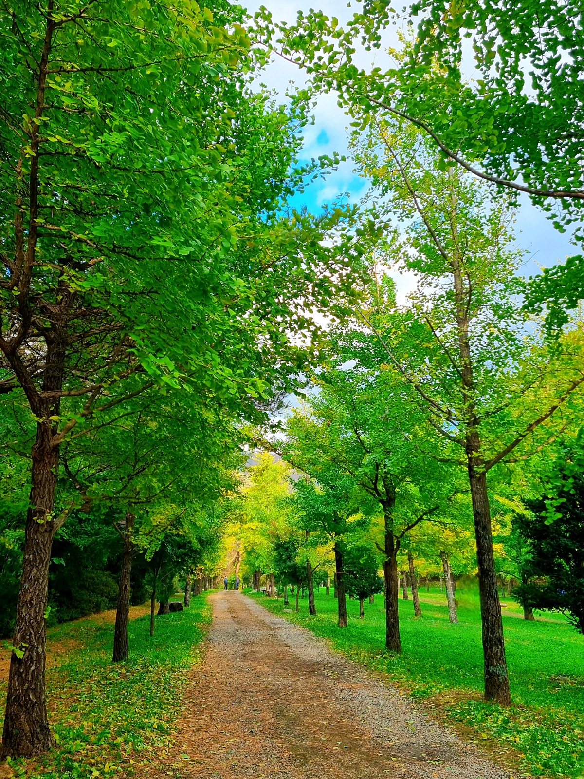 강원도 홍천 은행나무숲 방문 후기(10.23.): 단풍 확인 팁, 먹거리, 숙박