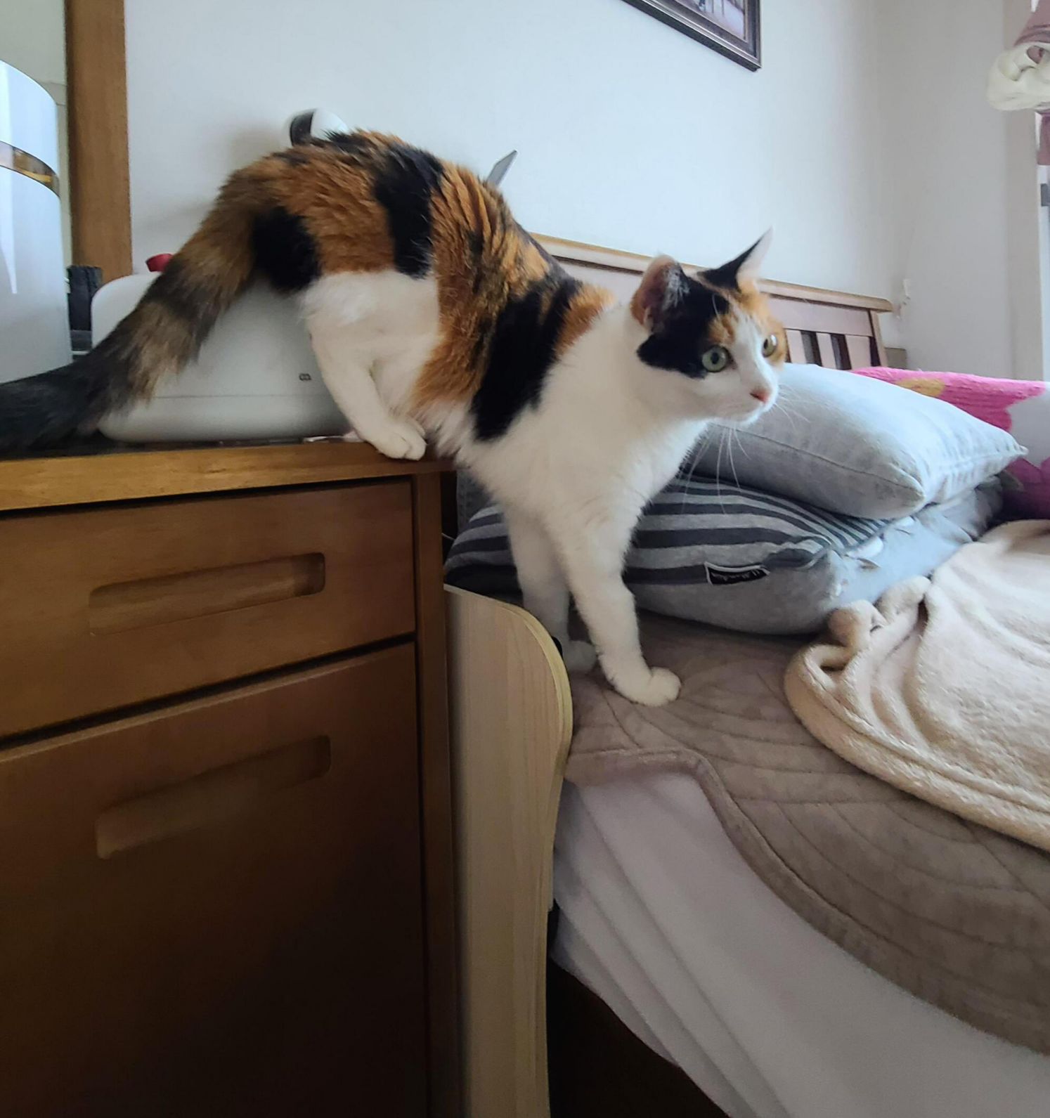 비오는 날 아침. 퇴원한 호야 컨디션 체크를 위해 시작된 사냥놀이.