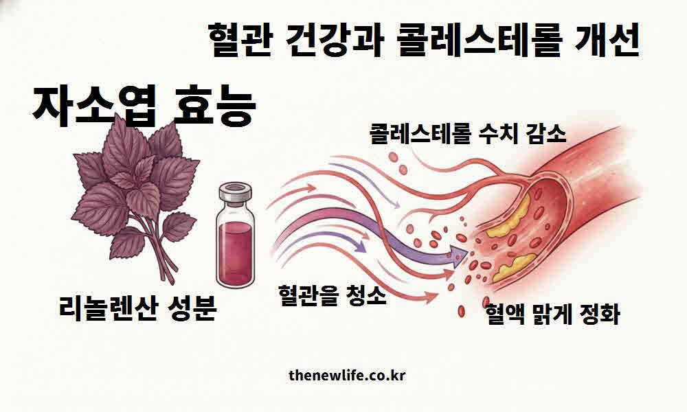 자소엽 효능 혈관 건강 콜레스테롤 개선