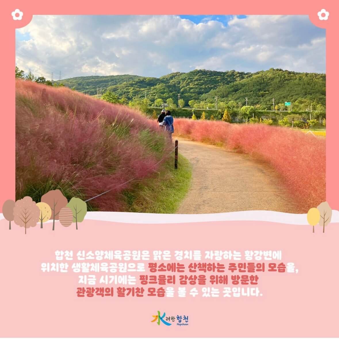 신소양 체육공원의 핑크뮬리