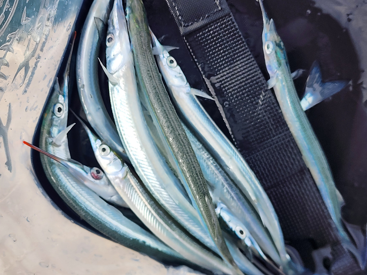 학꽁치낚시 시기, 채비, 좋은 물 때