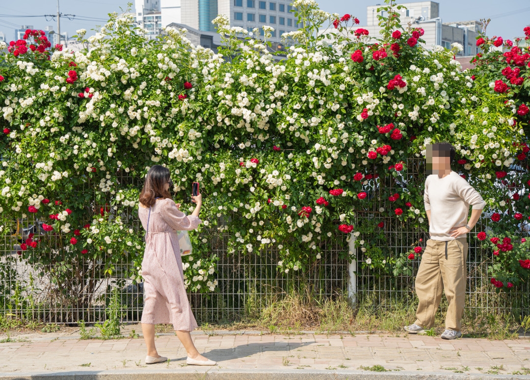 행궁동 화홍문 공영주차장 장미