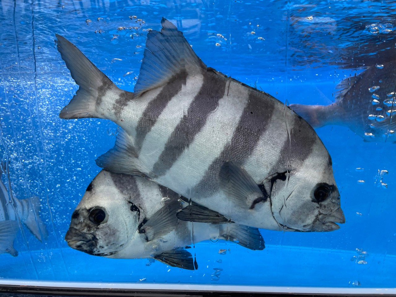 6시 내고향 청어요리 맛집