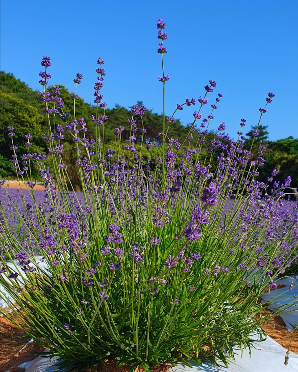고창 청농원 라벤더 축제