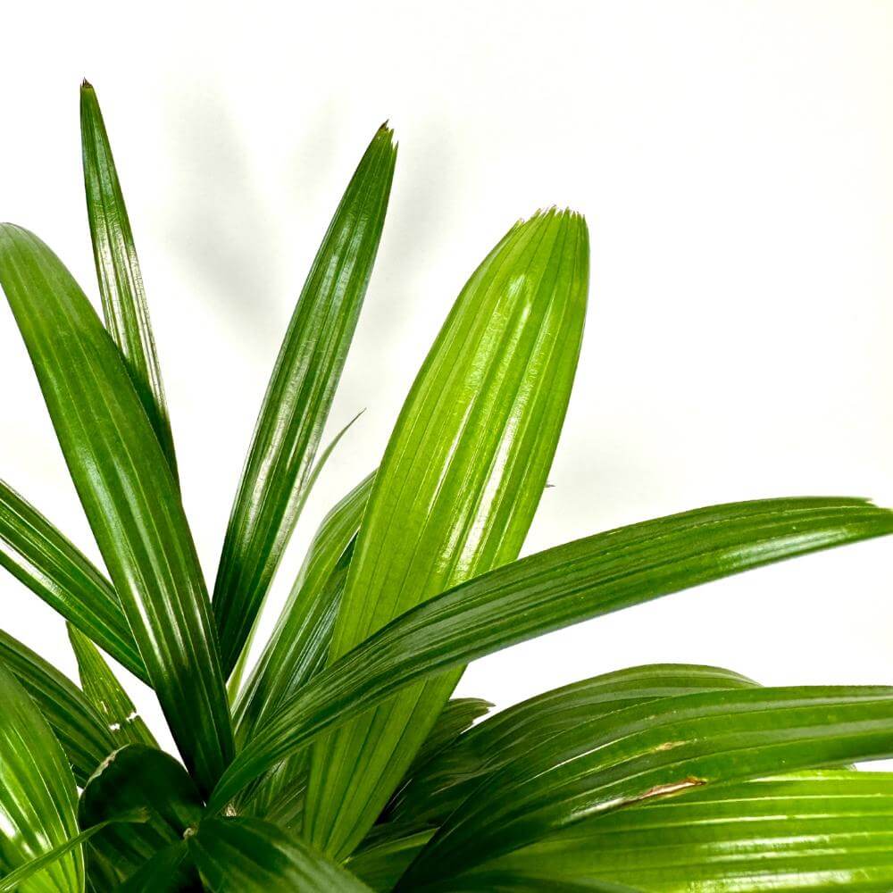 관음죽 키우는법