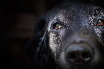 눈 주위가 검은 개.