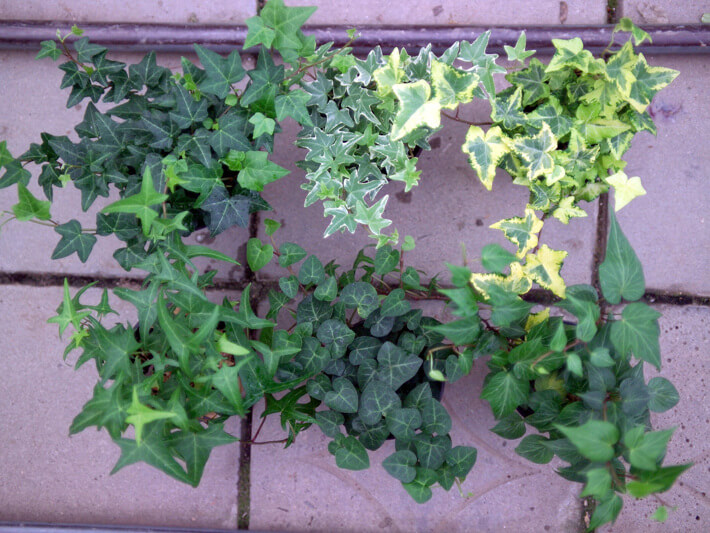 실내공기정화식물