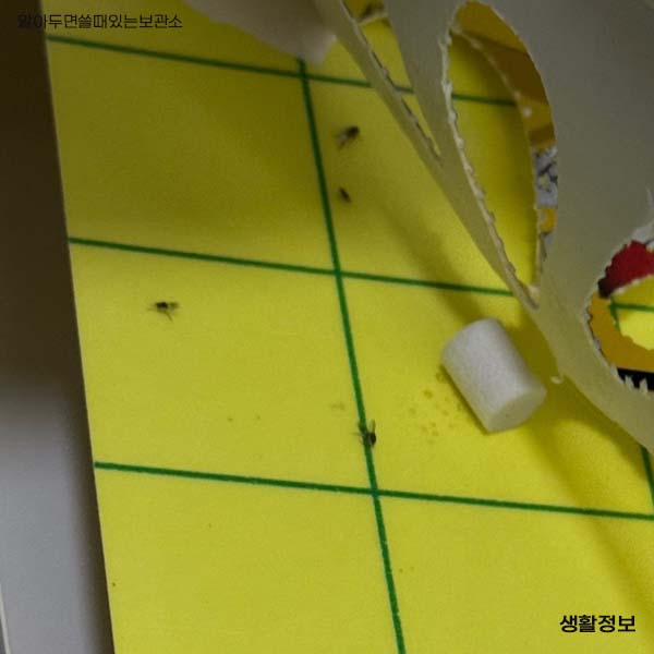 초파리 날파리 제거방법 다이소 리스테린 초파리싹