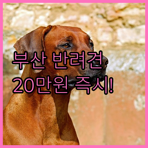 2025 부산 반려견 진료비 지원 대..