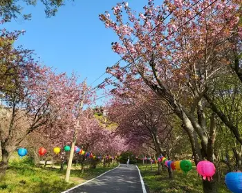 개심사 청벚꽃 개화시기 겹벚꽃 명소_18