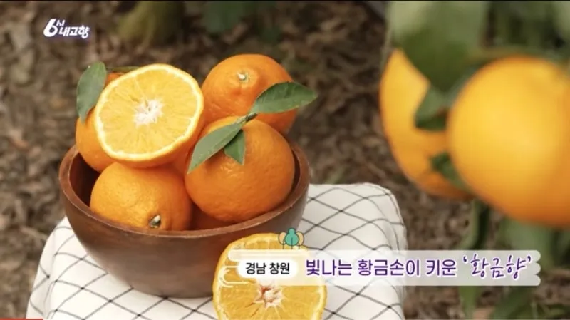 황금향 재배 개화기 관리 수분 수정 과실 비대_5