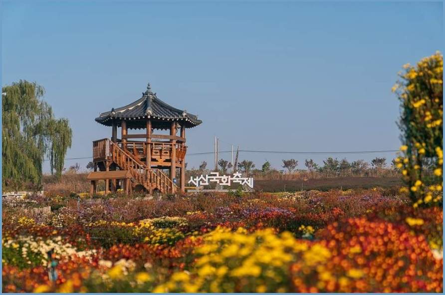 서산국화축제 일정