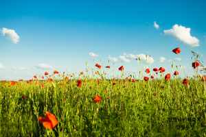 함평나비축제 예매 입장료 기간