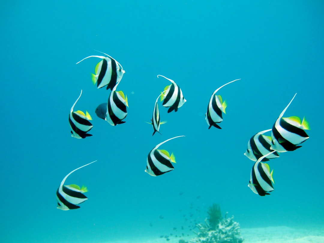 Fish