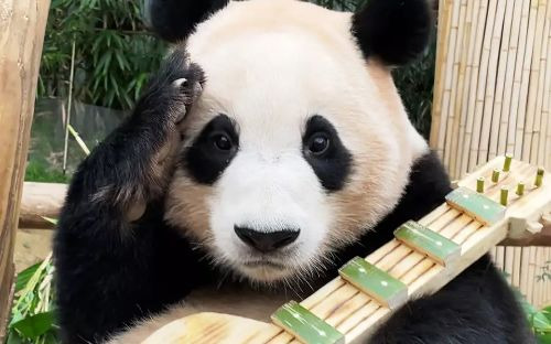 푸바오